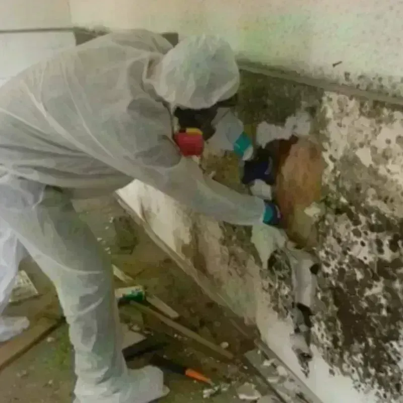 Mold Remediation and Removal in Winchester, IL